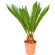 Cycas Palm Tree. This exotic plant will make a great gift!